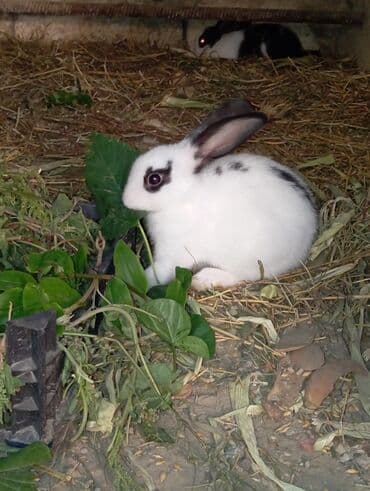 çöl dovşanı: Məhsul: Ev dovşanları (balalar) - Rənglər: ağ-qaralı, bəzilərində — 2