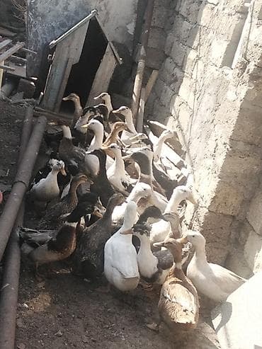 ordek balasi nece gune cixir: Salam Aleykum ördekler kom 16 azından satılır pekin kuban yaşılbas tek — 2