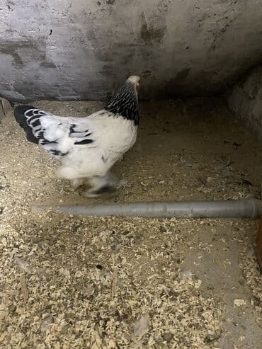 toyuqlar: Toyuq, Damazlıq, Ödənişli çatdırılma — 10