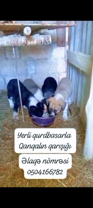 котята в баку: Гурдбасар, 1 месяц, Самец, С прививками, Самовывоз — 1