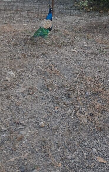 akvarium baliqlari satisi: Məhsul: Hind tovusu (taclı tovuzquşu) – erkək Təsvir: - Canlı, parlaq — 3