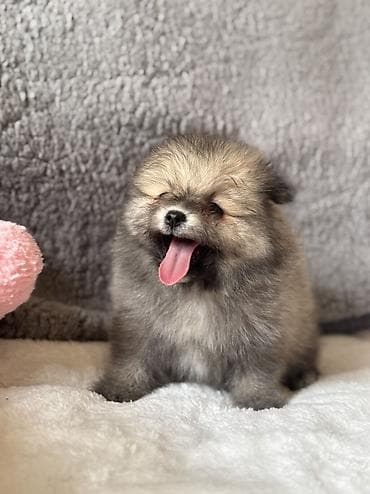 Şpitz, 1 ay, Erkek, Peyvəndli, Ödənişli çatdırılma