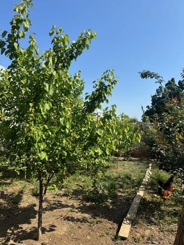 mingecevirde kreditle satilan evler: 5 комнат, 45 м², Нет кредита, Свежий ремонт — 4