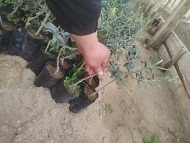 zeytun satisi: Türkiyənin gemlik sortu olan zeytun ağacları satılır Bağ salmaq — 4