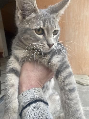 Dişi, Ünvandan götürmə