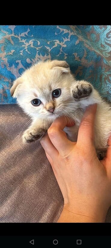 van pişiyi qiymeti: 100 ile 400 arasi cins saf qan saqlam pisiklerimiz var sekilde olmayan — 7