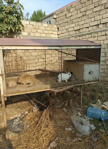 xamyak yuvası: Metall karkaslı iri ölçülü qəfəs/saxlama aviaryası - Material: möhkəm — 1