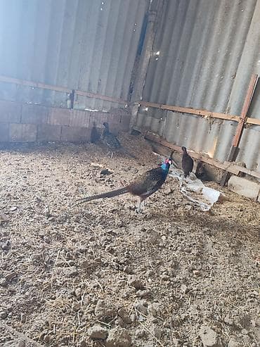 erkək danalar: Salam 3 ferə bir xoruzdu tam sağlamdırlar cavabdehəm heyvanlar — 3