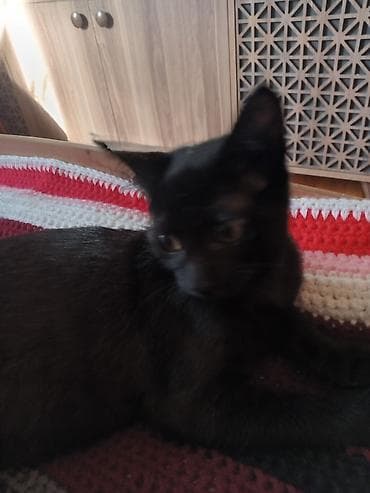 pişiyler: Yaxşı əllərə — 1