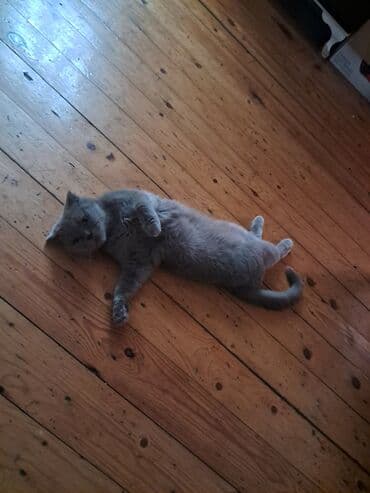 отдам котенка в хорошие руки: Британская вислоухая — 4