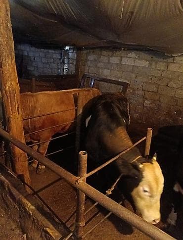 it satşı: Satışda: yerli təsərrüfatda bəslənən dana və inəklər - Cins: qarışıq — 7