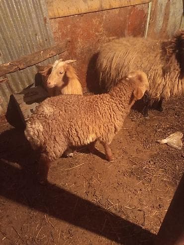 qoyun satışı: HEYVANLAR TƏCİLİ SATILIR ANA BALA QOYUN TƏK QUZULAR BİRİ ERKEK BİRİ — 2