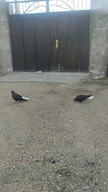 Temiz qara agquyruqlar hazir cutduler — 3