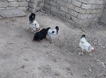 Təcili toyuqlar satılır.yumurtuyurlar — 3