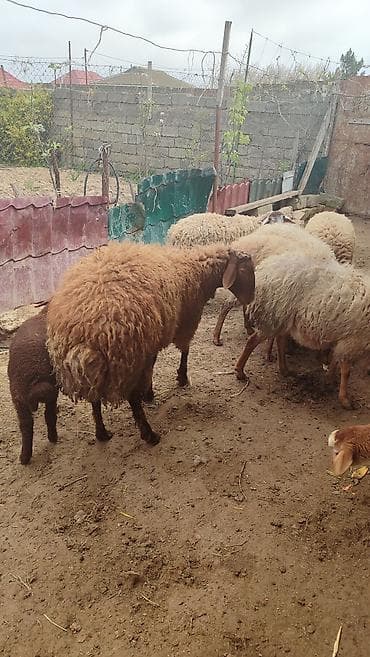 heyvan satisi: 7 Baş heyvandi. 4 ədəd yanibala ( 2erkek 2 dişi balalar) Bir Erkek qoç — 6