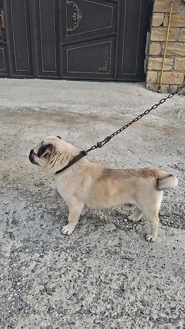 tap az it: Mops, 1 il, Erkek, Ünvandan götürmə — 10