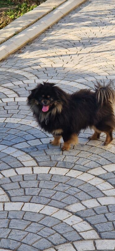 pitbull satılır: Pekines, 1 il, Dişi, Peyvəndli, Ünvandan götürmə — 3