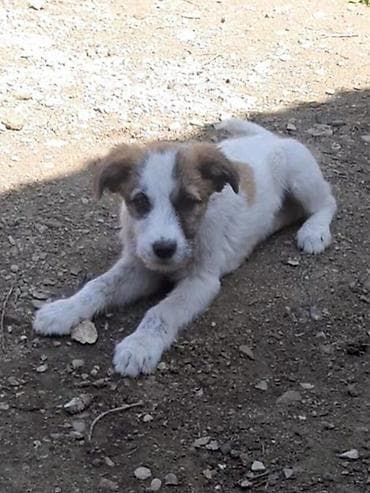 4 ay, Dişi, Peyvəndli, Ünvandan götürmə