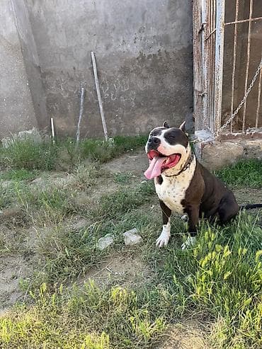cao cao iti: Pitbul, Erkek, Cütləşmə üçün — 3