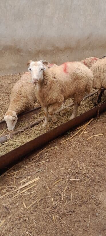 рынок животных в баку: Erkək, il: 7, 55 kq, Ətlik, Ünvandan götürmə — 12