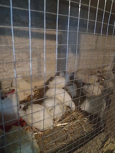 сколько стоит конь: Texas bildirçin ləri satilir. Fərələr yumurtlayir — 2