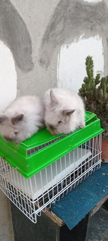 Птицы: Akor bala. cűtű. 25. m — 6