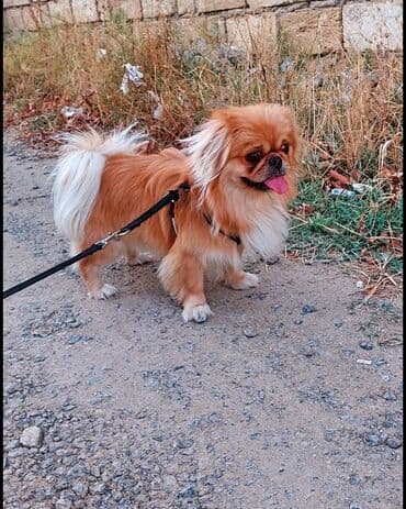 Pekines, 2 il, Erkek