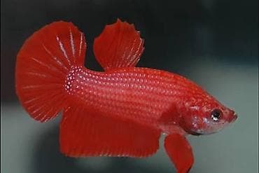 Balıqlar: Betta (Petuşok balığı), Sülhsevər — 1