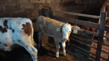 bal arsı: Salam simtal altında ikidənə əkiz balayana bir ərkəy bir dişi 3 aylığ — 8