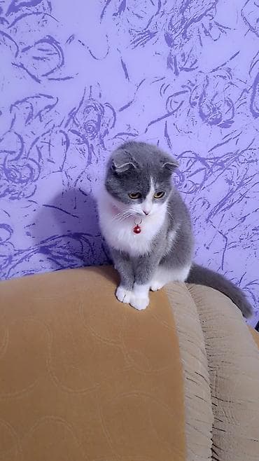 Digər heyvanlar: Şotland, Dişi, Yaxşı əllərə, Ünvandan götürmə — 2