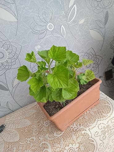 Pəncərə qutusu üçün ətli saksı bitkisi – 2 köklü pelargonium