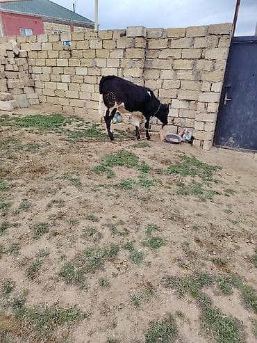 holland lop dovşan: Qaramal – dişo - Növ: Mal-qara, ehtimalən yerli/südlük xəttlərin — 5