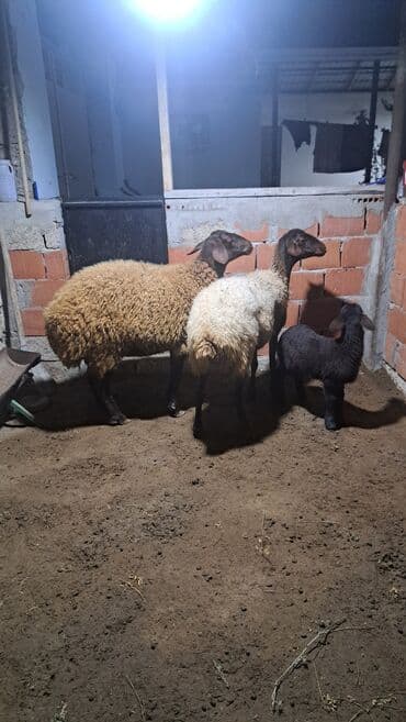 ari ailesi satisi: Dişi, Qala, il: 1, 90 kq, Damazlıq — 7