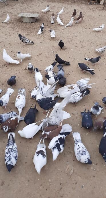 cuce ve xoruz: Quşlar satılr @sarayli_qusbaz_agaselim — 9