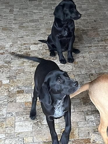 ovcharka balasi satilir: Kurtxar, 5 ay, Dişi, Peyvəndli, Ünvandan götürmə — 4