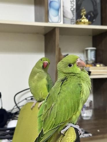 Tutuquşları: Ringneck papuqay may 24 ü doğulub nutri a21 yemi ilə böyüdülüb baladır — 2