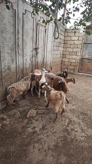 keçi: Cins: yerli uzun tüklü keçilər Məhsul: çoxsaylı keçi sürüsü — 8