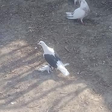 qizil qus: Kom 9 eded quşdu satişda 5 eded qoşa cep lelekli bir cüt yumrtaya — 6