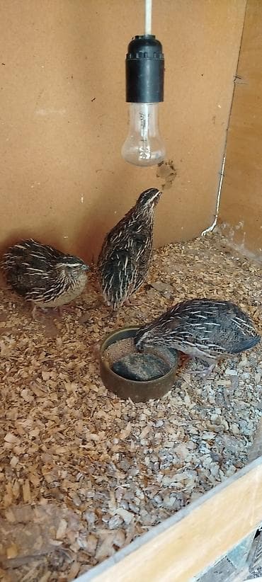 Птицы: Bildirçinlər satılır 3 ü də Erkəydi qiymət hamısı 10 manat ünvan — 4