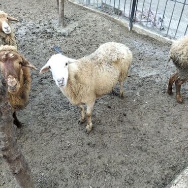 Mercedes-Benz: 6 qoyun boğaz 1qoc bir yawi var qiymeti 2500 manat — 3