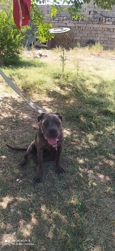 Heyvanlar: Pitbul — 3