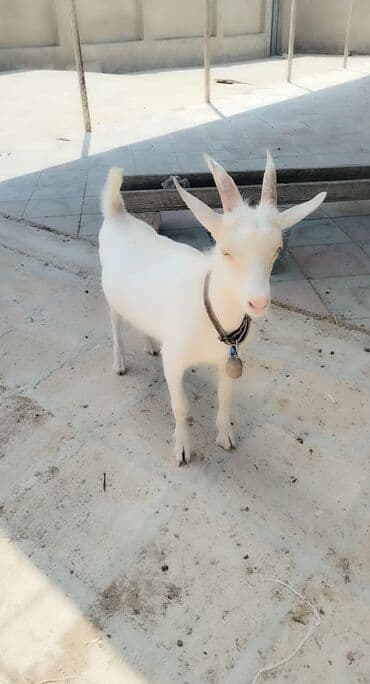 heyvanlara verilen xususi adlar: Ağ rəngli, qısa tüklü, buynuzlu keçi. - Boyunluqda zəng və bərkidici — 1