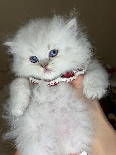 Pişiklər: Şinşilla, Erkək, Yaxşı əllərə, Ünvandan götürmə, Ödənişli çatdırılma — 1