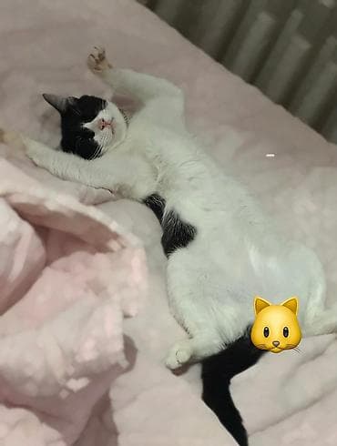 котик в добрые руки: В добрые руки — 3