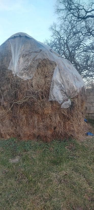 Salam təbii quru otdu 200 ədəd nabranda dı 3.50 qiymət istəyən olsa