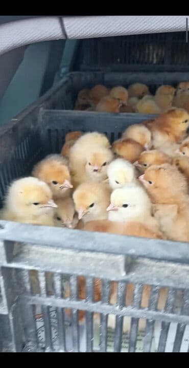 ağ qara pişik: Toyuq cücələri, Damazlıq — 5