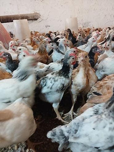 Куры: Курица, Для яиц, Самовывоз — 4