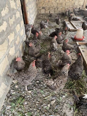 İçkilər: Salam temiz qan Xarkov mayali yumurtalari satilir say metudeti yoxdu — 4