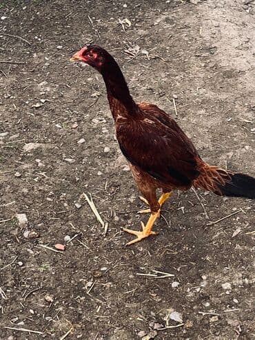 cucə satılır: Toyuq cücələri, Damazlıq — 8