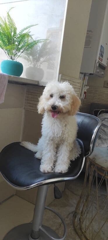 it alanlar: Pudel, Dişi, Peyvəndli — 1